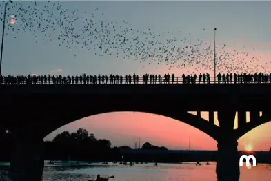Watch bats dance in the sky at Congress Avenue Bridge