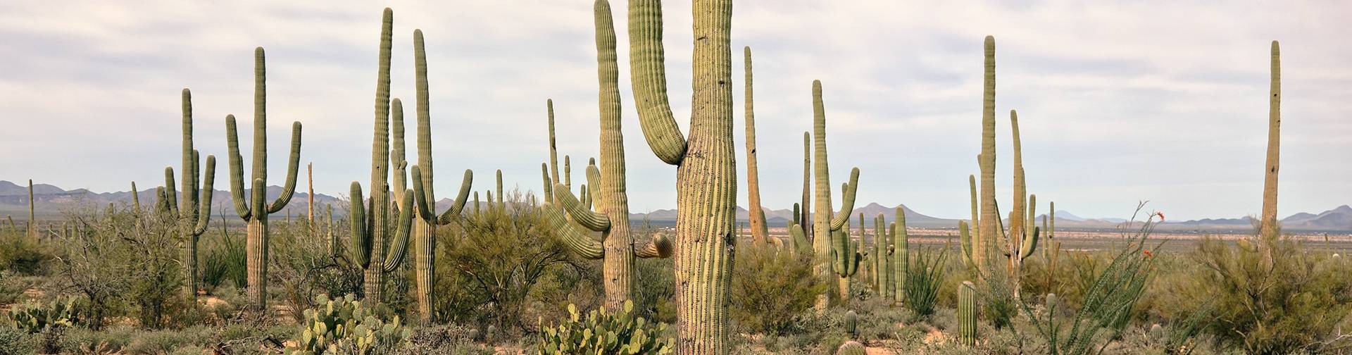 Customer revierws about car rentals in Tucson