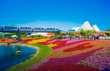 Dollar car rental in Disney, Orlando