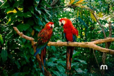 Visita al zoológico Jungle Island de Miami